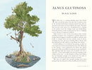 Folklore of Trees: The fascinating Stories Behind Nature's Guardians by Aidan Meighan