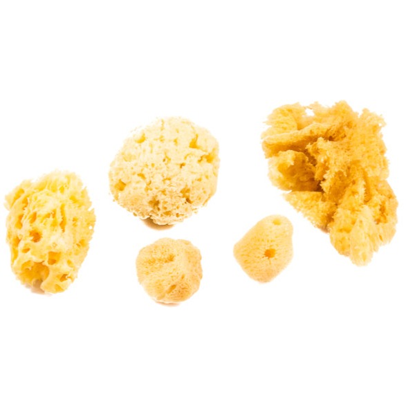 Natural Sea Sponges