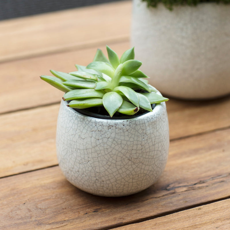 Small Ravello Pot White (11.5cm)