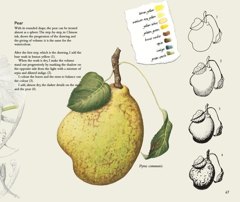 The Art of Botanical Drawing by Agathe Ravet-Haevermans